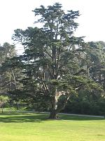 IMG_1622 Golden Gate Park